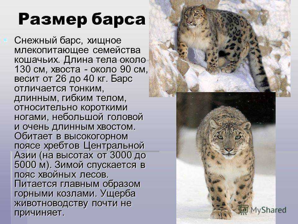 Самые большие породы кошек, названия и информация о них