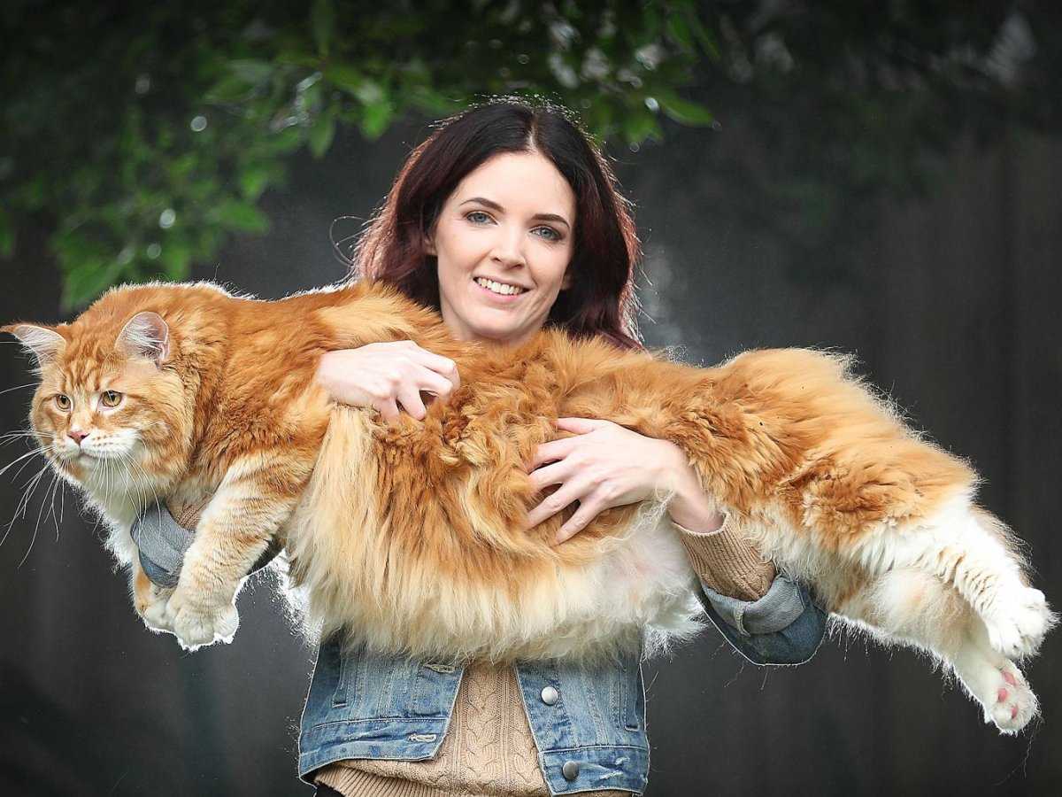 Дикие кошки: виды, отличия, черты, особенности, питание, фото, видео - мир кошек