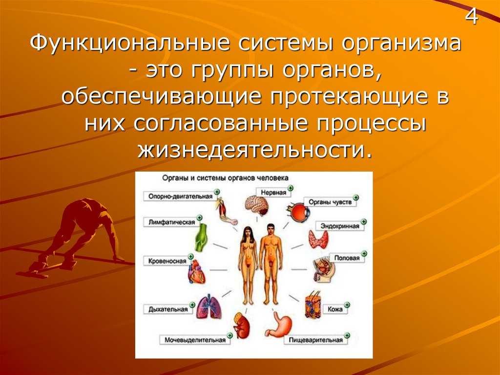 Примеры организованного человека. Системы организма. Функциональные системы организма человека. Функциональные системы органов человека. Функциональная система органов.