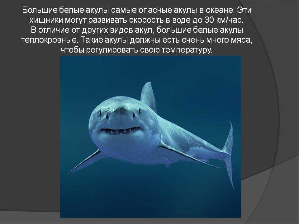 Топ 10 самые большие акулы в мире по весу - лучшие топ 10
