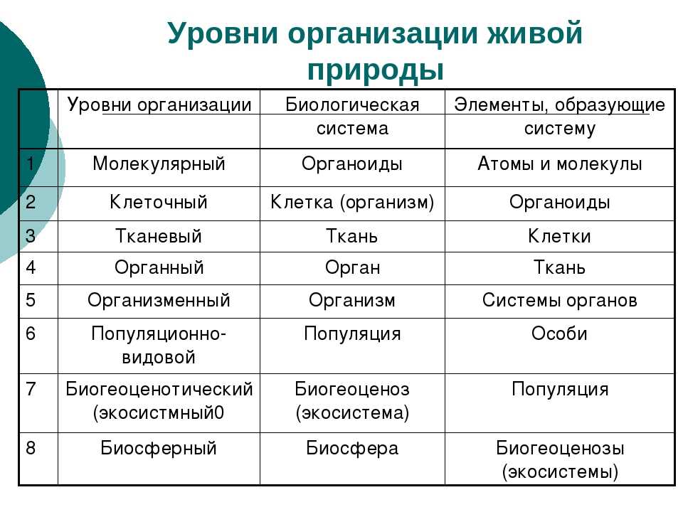 Общее знакомство с организмом человека — строение клеток, ткани, органы.