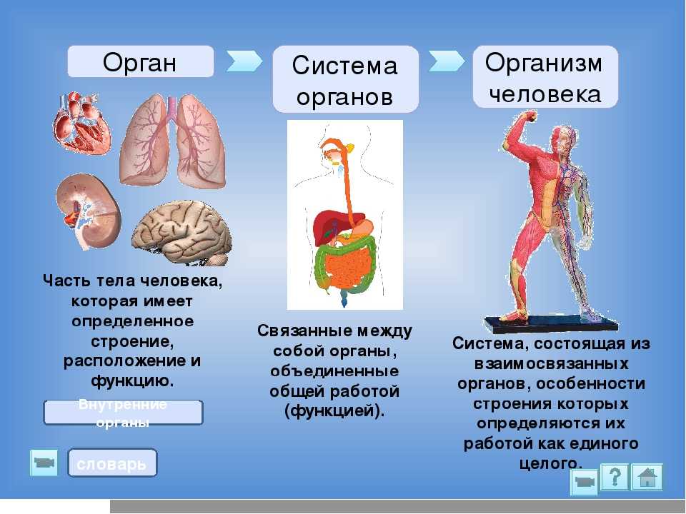 В чем заключается биология человека. Функции систем органов в организме человека. Строение и функции всех систем органов. Систамаорганов человека. Орган система органов организм.
