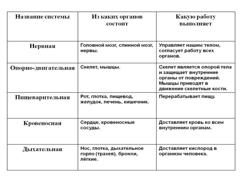 Анатомия человека: системы организма