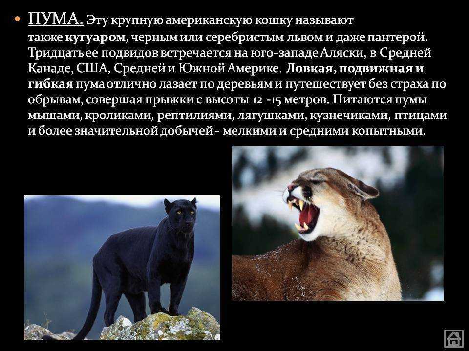 О самых больших породах кошек