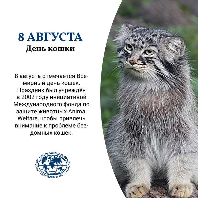 Рекордсмены семейства кошачьих по размерам – самые крупные породы |