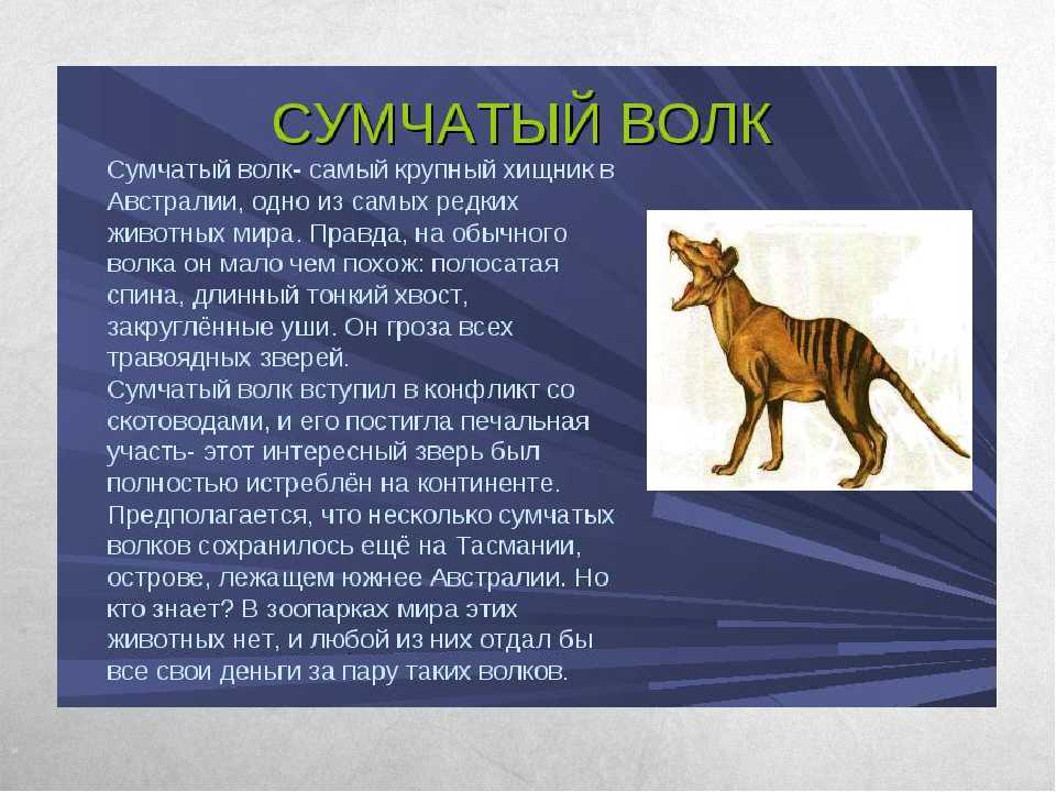 Самые большие породы кошек: домашние, дикие и гибриды