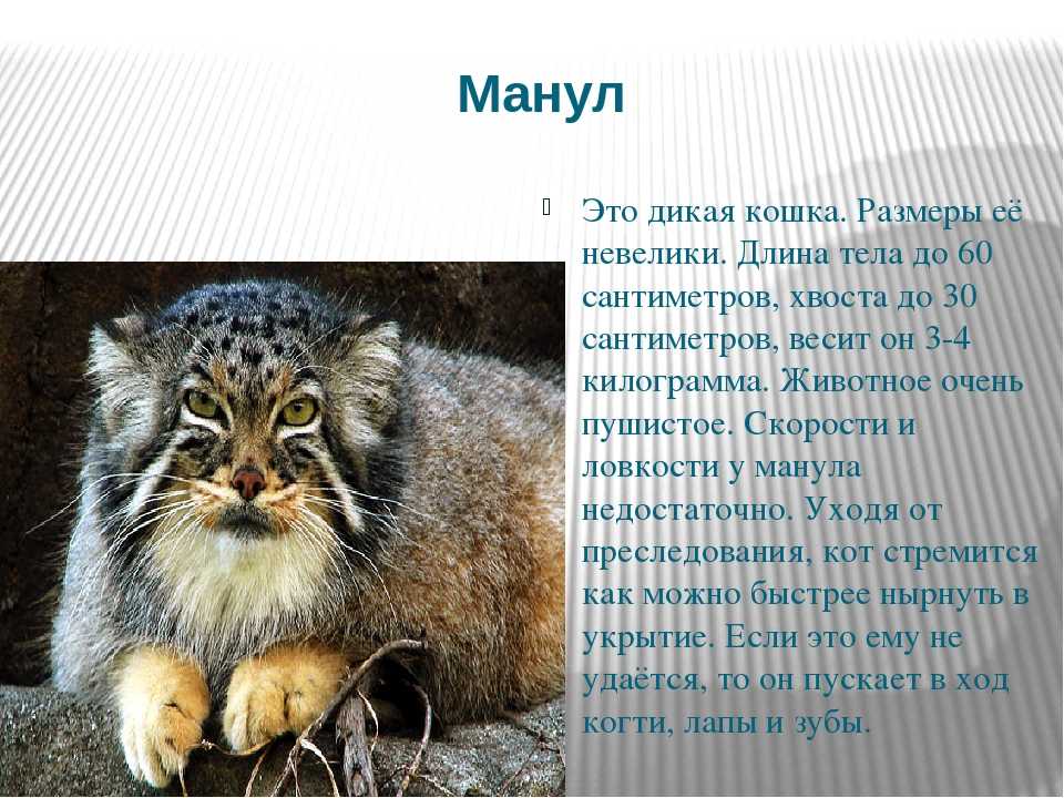 Топ 10 крупнейших пород кошек в мире - названия, размеры, фото и описание